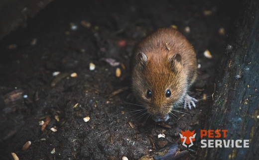 Дератизация в Бирске